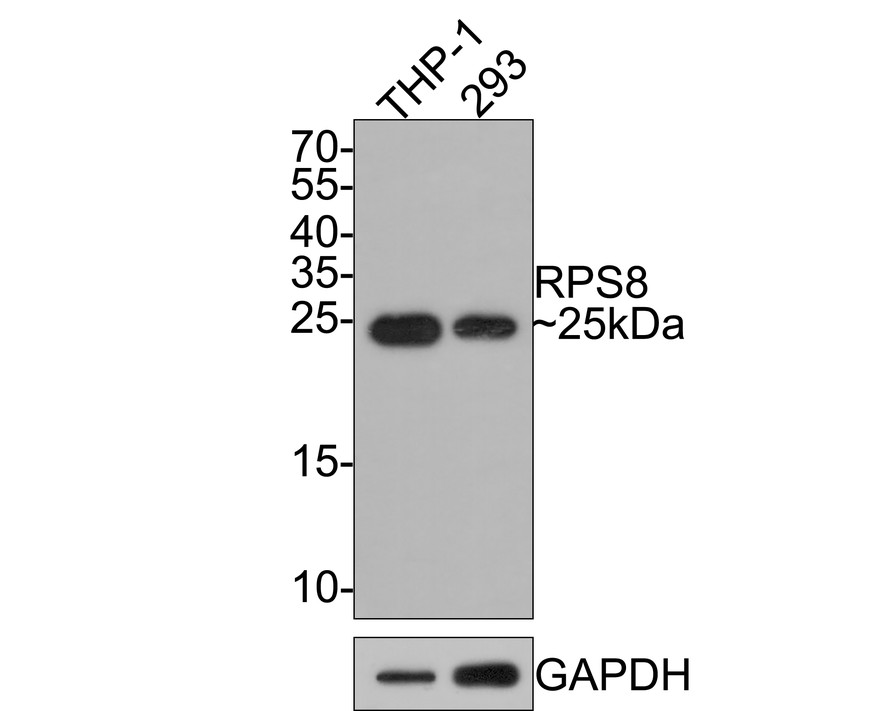 Western blot analysis of RPS8 on different lysates with Rabbit anti-RPS8 antibody (HA721105) at 1/1,000 dilution.<br />
<br />
Lane 1: THP-1 cell lysate<br />
Lane 2: 293 cell lysate<br />
<br />
Lysates/proteins at 10 µg/Lane.<br />
<br />
Predicted band size: 24 kDa<br />
Observed band size: 25 kDa<br />
<br />
Exposure time: 1 minute;<br />
<br />
15% SDS-PAGE gel.<br />
<br />
Proteins were transferred to a PVDF membrane and blocked with 5% NFDM/TBST for 1 hour at room temperature. The primary antibody (HA721105) at 1/1,000 dilution was used in 5% NFDM/TBST at room temperature for 2 hours. Goat Anti-Rabbit IgG - HRP Secondary Antibody (HA1001) at 1:300,000 dilution was used for 1 hour at room temperature.