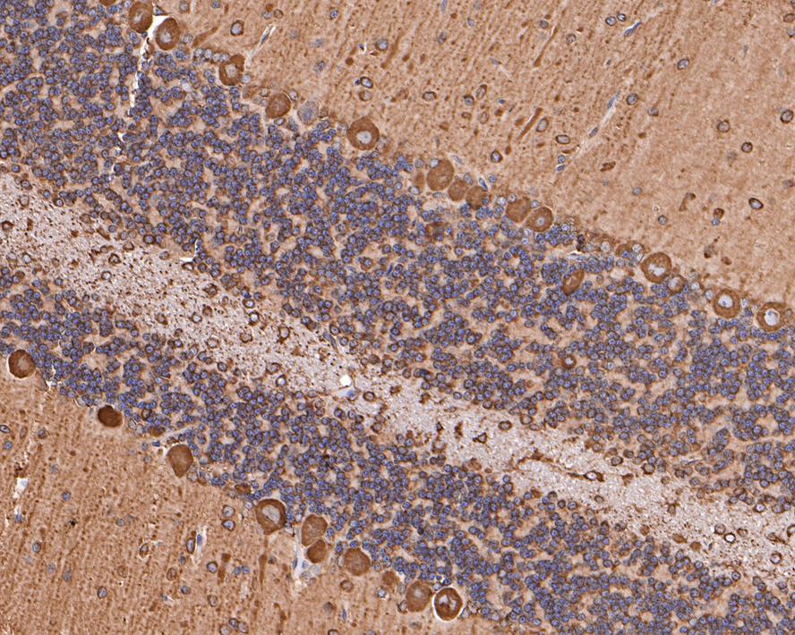 Immunohistochemical analysis of paraffin-embedded rat cerebellum tissue with Rabbit anti-RPS8 antibody (HA721105) at 1/400 dilution.<br />
<br />
The section was pre-treated using heat mediated antigen retrieval with Tris-EDTA buffer (pH 9.0) for 20 minutes. The tissues were blocked in 1% BSA for 20 minutes at room temperature, washed with ddH2O and PBS, and then probed with the primary antibody (HA721105) at 1/400 dilution for 1 hour at room temperature. The detection was performed using an HRP conjugated compact polymer system. DAB was used as the chromogen. Tissues were counterstained with hematoxylin and mounted with DPX.