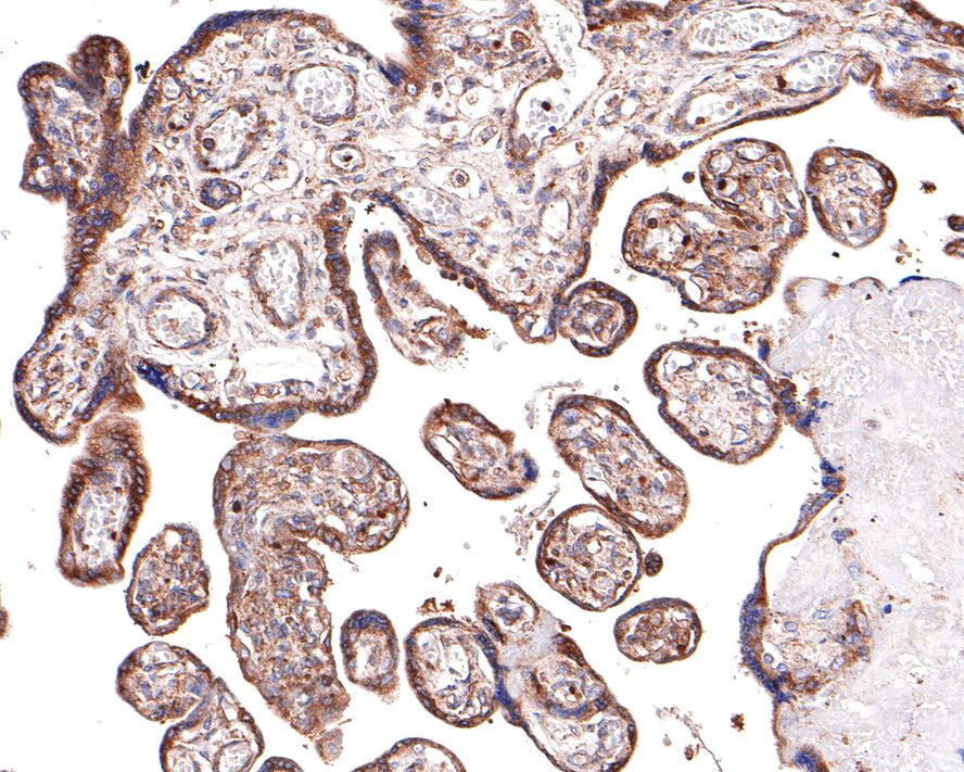 Immunohistochemical analysis of paraffin-embedded human placenta tissue with Rabbit anti-RPS8 antibody (HA721105) at 1/400 dilution.<br />
<br />
The section was pre-treated using heat mediated antigen retrieval with Tris-EDTA buffer (pH 9.0) for 20 minutes. The tissues were blocked in 1% BSA for 20 minutes at room temperature, washed with ddH2O and PBS, and then probed with the primary antibody (HA721105) at 1/400 dilution for 1 hour at room temperature. The detection was performed using an HRP conjugated compact polymer system. DAB was used as the chromogen. Tissues were counterstained with hematoxylin and mounted with DPX.