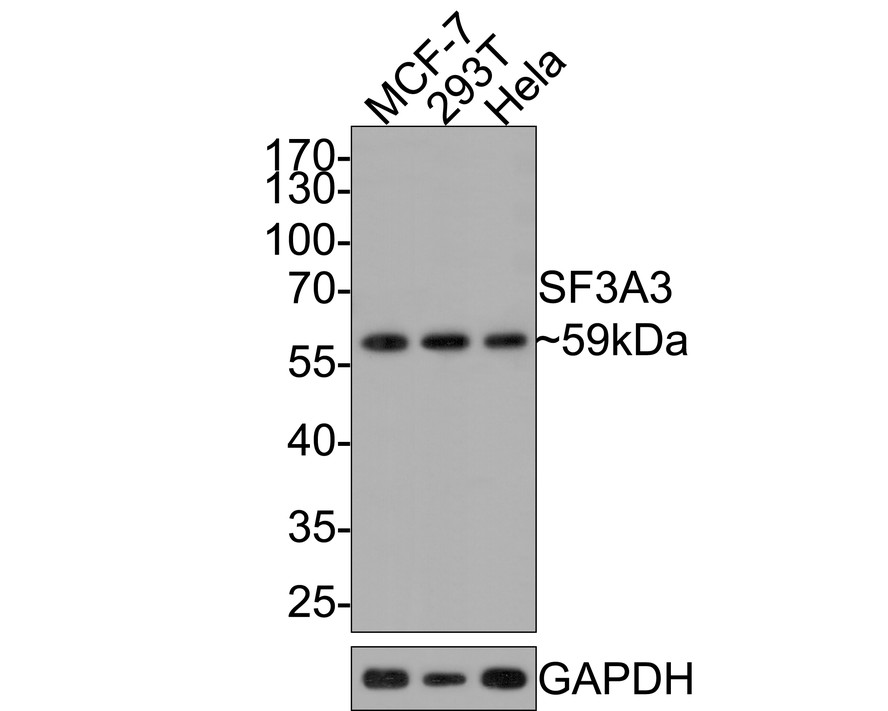 Western blot analysis of SF3A3 on different lysates with Rabbit anti-SF3A3 antibody (HA721114) at 1/500 dilution.<br />
<br />
Lane 1: MCF-7 cell lysate<br />
Lane 2: 293T cell lysate<br />
Lane 3: Hela cell lysate<br />
<br />
Lysates/proteins at 10 µg/Lane.<br />
<br />
Predicted band size: 59 kDa<br />
Observed band size: 59 kDa<br />
<br />
Exposure time: 30 seconds;<br />
<br />
10% SDS-PAGE gel.<br />
<br />
Proteins were transferred to a PVDF membrane and blocked with 5% NFDM/TBST for 1 hour at room temperature. The primary antibody (HA721114) at 1/500 dilution was used in 5% NFDM/TBST at room temperature for 2 hours. Goat Anti-Rabbit IgG - HRP Secondary Antibody (HA1001) at 1:300,000 dilution was used for 1 hour at room temperature.