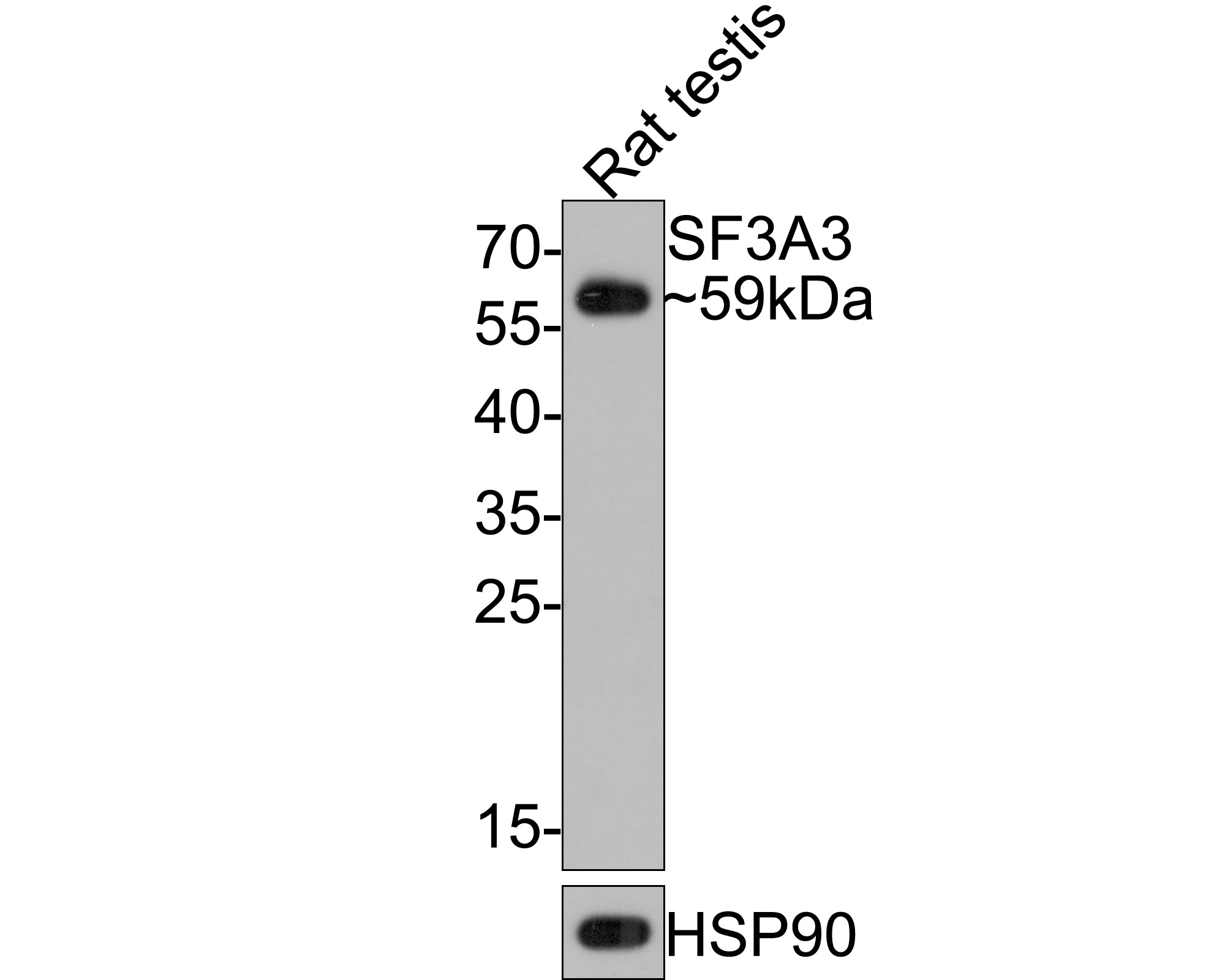 Western blot analysis of SF3A3 on rat testis tissue lysates with Rabbit anti-SF3A3 antibody (HA721114) at 1/500 dilution.<br />
<br />
Lysates/proteins at 20 µg/Lane.<br />
<br />
Predicted band size: 59 kDa<br />
Observed band size: 59 kDa<br />
<br />
Exposure time: 30 seconds;<br />
<br />
12% SDS-PAGE gel.<br />
<br />
Proteins were transferred to a PVDF membrane and blocked with 5% NFDM/TBST for 1 hour at room temperature. The primary antibody (HA721114) at 1/500 dilution was used in 5% NFDM/TBST at room temperature for 2 hours. Goat Anti-Rabbit IgG - HRP Secondary Antibody (HA1001) at 1:300,000 dilution was used for 1 hour at room temperature.