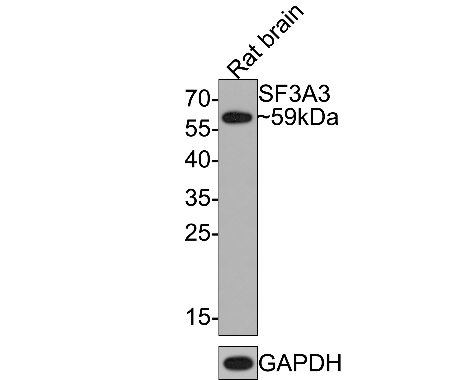 Western blot analysis of SF3A3 on rat brain tissue lysates with Rabbit anti-SF3A3 antibody (HA721114) at 1/500 dilution.<br />
<br />
Lysates/proteins at 20 µg/Lane.<br />
<br />
Predicted band size: 59 kDa<br />
Observed band size: 59 kDa<br />
<br />
Exposure time: 2 minutes;<br />
<br />
12% SDS-PAGE gel.<br />
<br />
Proteins were transferred to a PVDF membrane and blocked with 5% NFDM/TBST for 1 hour at room temperature. The primary antibody (HA721114) at 1/500 dilution was used in 5% NFDM/TBST at room temperature for 2 hours. Goat Anti-Rabbit IgG - HRP Secondary Antibody (HA1001) at 1:300,000 dilution was used for 1 hour at room temperature.