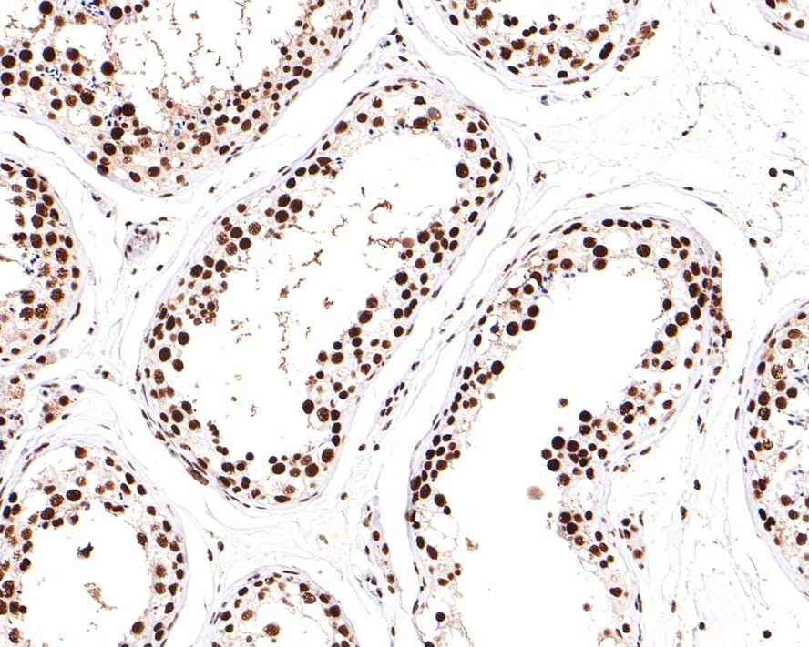 Immunohistochemical analysis of paraffin-embedded human testis tissue with Rabbit anti-SF3A3 antibody (HA721114) at 1/400 dilution.<br />
<br />
The section was pre-treated using heat mediated antigen retrieval with sodium citrate buffer (pH 6.0) for 2 minutes. The tissues were blocked in 1% BSA for 20 minutes at room temperature, washed with ddH2O and PBS, and then probed with the primary antibody (HA721114) at 1/400 dilution for 1 hour at room temperature. The detection was performed using an HRP conjugated compact polymer system. DAB was used as the chromogen. Tissues were counterstained with hematoxylin and mounted with DPX.