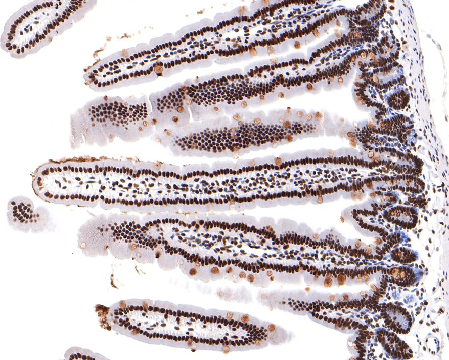 Immunohistochemical analysis of paraffin-embedded mouse small intestine tissue with Rabbit anti-SF3A3 antibody (HA721114) at 1/400 dilution.<br />
<br />
The section was pre-treated using heat mediated antigen retrieval with sodium citrate buffer (pH 6.0) for 2 minutes. The tissues were blocked in 1% BSA for 20 minutes at room temperature, washed with ddH2O and PBS, and then probed with the primary antibody (HA721114) at 1/400 dilution for 1 hour at room temperature. The detection was performed using an HRP conjugated compact polymer system. DAB was used as the chromogen. Tissues were counterstained with hematoxylin and mounted with DPX.