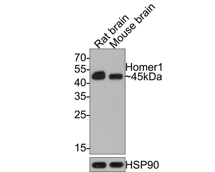 Western blot analysis of Homer1 on different lysates with Rabbit anti-Homer1 antibody (HA721081) at 1/1,000 dilution.<br />
<br />
Lane 1: Rat brain tissue lysate<br />
Lane 2: Mouse brain tissue lysate<br />
<br />
Lysates/proteins at 20 µg/Lane.<br />
<br />
Predicted band size: 40 kDa<br />
Observed band size: 45 kDa<br />
<br />
Exposure time: 30 seconds;<br />
<br />
12% SDS-PAGE gel.<br />
<br />
Proteins were transferred to a PVDF membrane and blocked with 5% NFDM/TBST for 1 hour at room temperature. The primary antibody (HA721081) at 1/1,000 dilution was used in 5% NFDM/TBST at room temperature for 2 hours. Goat Anti-Rabbit IgG - HRP Secondary Antibody (HA1001) at 1:300,000 dilution was used for 1 hour at room temperature.