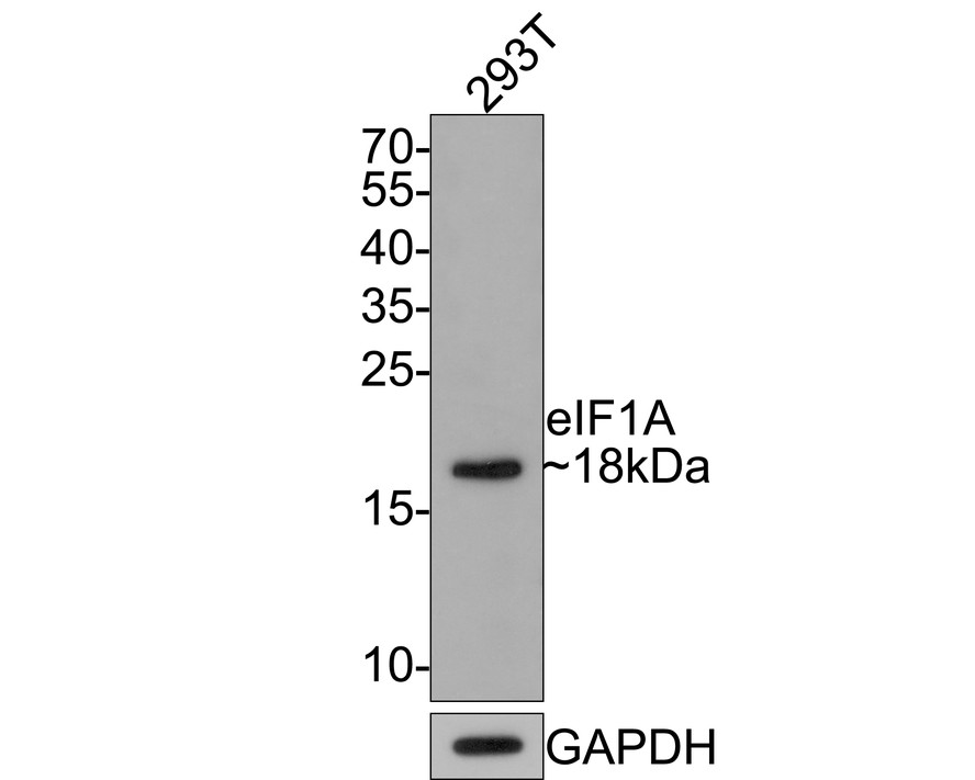 Western blot analysis of eIF1A on 293T cell lysates with Rabbit anti-eIF1A antibody (HA721102) at 1/500 dilution.<br />
<br />
Lysates/proteins at 10 µg/Lane.<br />
<br />
Predicted band size: 16 kDa<br />
Observed band size: 18 kDa<br />
<br />
Exposure time: 2 minutes;<br />
<br />
15% SDS-PAGE gel.<br />
<br />
Proteins were transferred to a PVDF membrane and blocked with 5% NFDM/TBST for 1 hour at room temperature. The primary antibody (HA721102) at 1/500 dilution was used in 5% NFDM/TBST at room temperature for 2 hours. Goat Anti-Rabbit IgG - HRP Secondary Antibody (HA1001) at 1:200,000 dilution was used for 1 hour at room temperature.