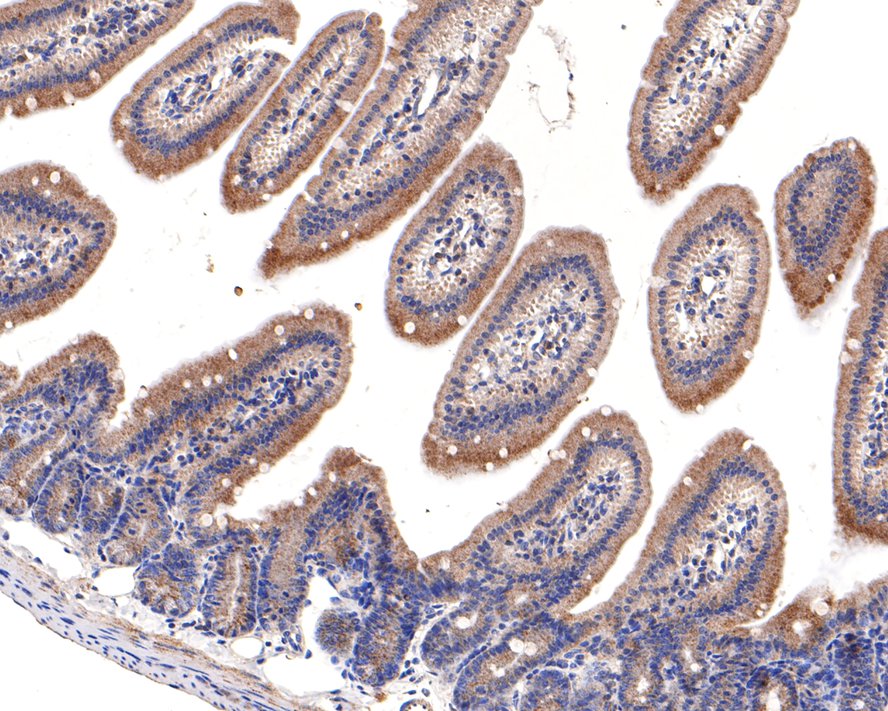 Immunohistochemical analysis of paraffin-embedded mouse small intestine tissue with Rabbit anti-TMEM192 antibody (HA721106) at 1/100 dilution.<br />
<br />
The section was pre-treated using heat mediated antigen retrieval with Tris-EDTA buffer (pH 9.0) for 20 minutes. The tissues were blocked in 1% BSA for 20 minutes at room temperature, washed with ddH2O and PBS, and then probed with the primary antibody (HA721106) at 1/100 dilution for 1 hour at room temperature. The detection was performed using an HRP conjugated compact polymer system. DAB was used as the chromogen. Tissues were counterstained with hematoxylin and mounted with DPX.