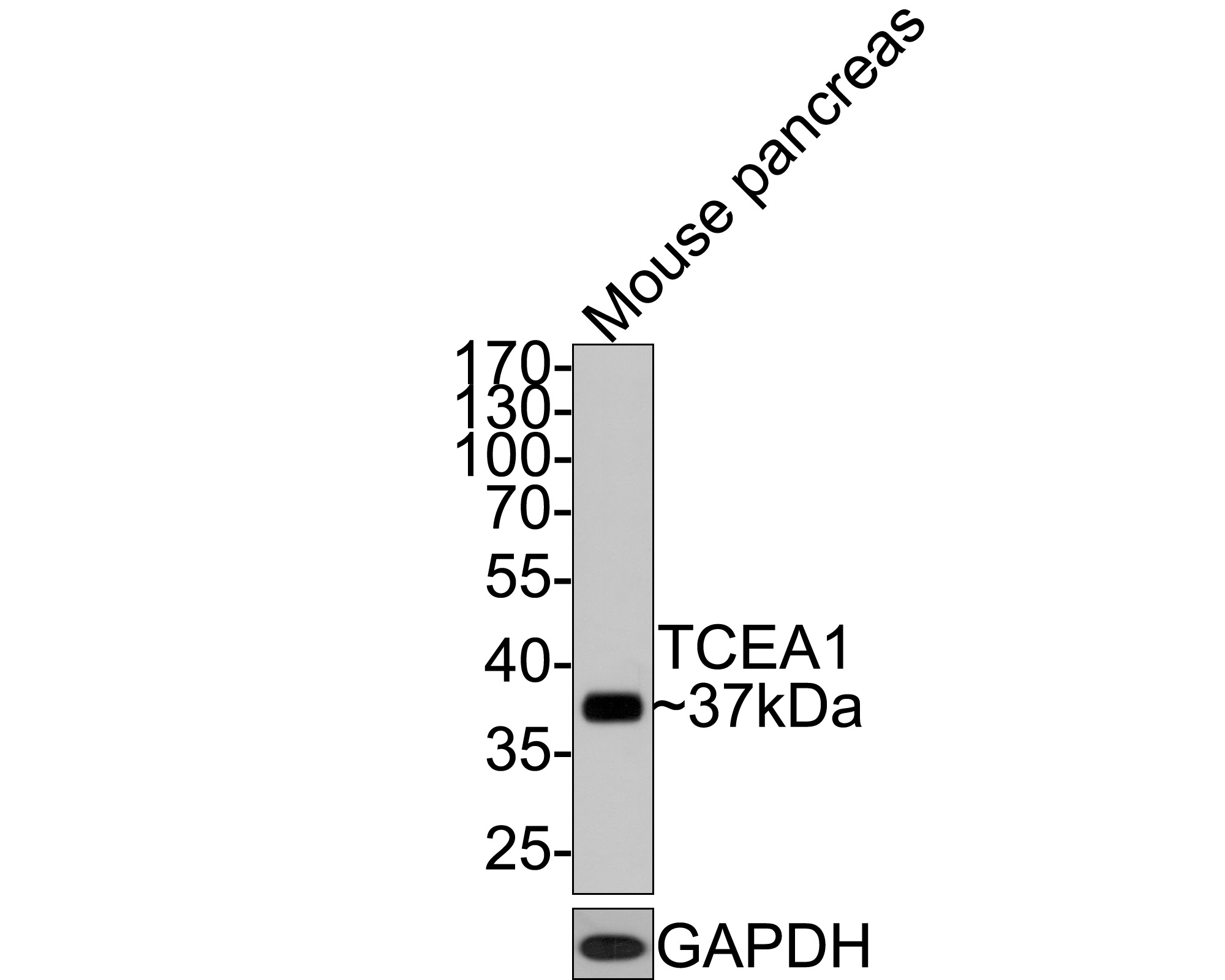 Western blot analysis of TCEA1 on mouse pancreas tissue lysates with Rabbit anti-TCEA1 antibody (HA721086) at 1/2,000 dilution.<br />
<br />
Lysates/proteins at 10 µg/Lane.<br />
<br />
Predicted band size: 34 kDa<br />
Observed band size: 37 kDa<br />
<br />
Exposure time: 2 minutes;<br />
<br />
10% SDS-PAGE gel.<br />
<br />
Proteins were transferred to a PVDF membrane and blocked with 5% NFDM/TBST for 1 hour at room temperature. The primary antibody (HA721086) at 1/2,000 dilution was used in 5% NFDM/TBST at room temperature for 2 hours. Goat Anti-Rabbit IgG - HRP Secondary Antibody (HA1001) at 1:300,000 dilution was used for 1 hour at room temperature.