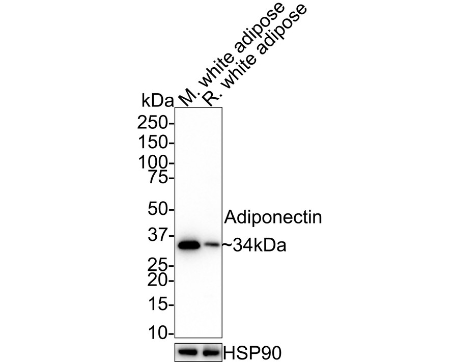 Western blot analysis of Adiponectin on different lysates with Rabbit anti-Adiponectin antibody (HA721064) at 1/2,000 dilution.<br />
<br />
Lane 1: Mouse white adipose lysate<br />
Lane 2: Mouse brown adipose tissue lysate<br />
<br />
Lysates/proteins at 20 µg/Lane.<br />
<br />
Predicted band size: 27 kDa<br />
Observed band size: 34 kDa<br />
<br />
Exposure time: 1 minute;<br />
<br />
4-20% SDS-PAGE gel.<br />
<br />
Proteins were transferred to a PVDF membrane and blocked with 5% NFDM/TBST for 1 hour at room temperature. The primary antibody (HA721064) at 1/2,000 dilution was used in 5% NFDM/TBST at room temperature for 2 hours. Goat Anti-Rabbit IgG - HRP Secondary Antibody (HA1001) at 1/50,000 dilution was used for 1 hour at room temperature.