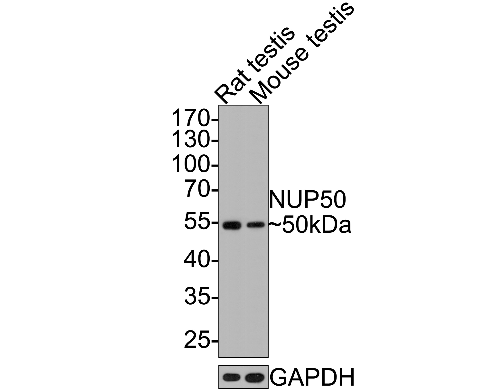 Western blot analysis of NUP50 on different lysates with Rabbit anti-NUP50 antibody (HA721075) at 1/500 dilution.<br />
<br />
Lane 1: Rat testis tissue lysate<br />
Lane 2: Mouse testis tissue lysate<br />
<br />
Lysates/proteins at 20 µg/Lane.<br />
<br />
Predicted band size: 50 kDa<br />
Observed band size: 50 kDa<br />
<br />
Exposure time: 2 minutes;<br />
<br />
10% SDS-PAGE gel.<br />
<br />
Proteins were transferred to a PVDF membrane and blocked with 5% NFDM/TBST for 1 hour at room temperature. The primary antibody (HA721075) at 1/500 dilution was used in 5% NFDM/TBST at room temperature for 2 hours. Goat Anti-Rabbit IgG - HRP Secondary Antibody (HA1001) at 1:300,000 dilution was used for 1 hour at room temperature.