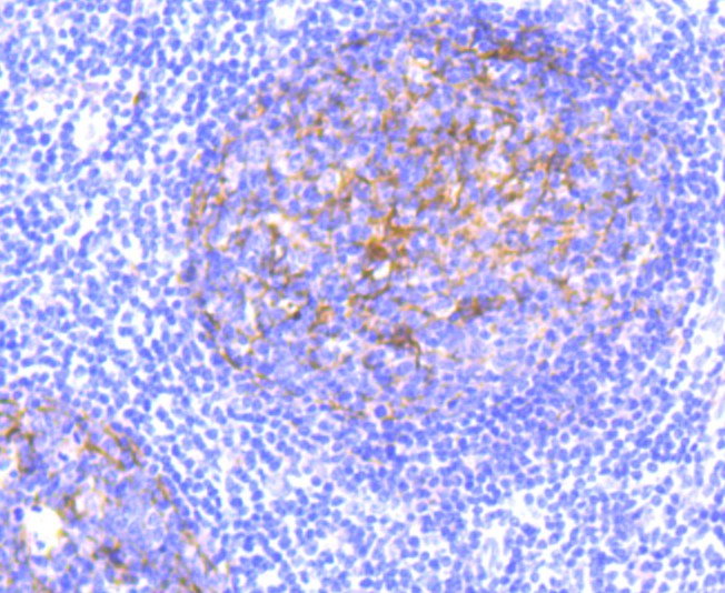 Flow cytometric analysis of CD11b was done on THP-1 cells. The cells were fixed, permeabilized and stained with the primary antibody (ET1706-04, 1/50) (red). After incubation of the primary antibody at room temperature for an hour, the cells were stained with a Alexa Fluor 488-conjugated Goat anti-Rabbit IgG Secondary antibody at 1/1000 dilution for 30 minutes.Unlabelled sample was used as a control (cells without incubation with primary antibody; black).