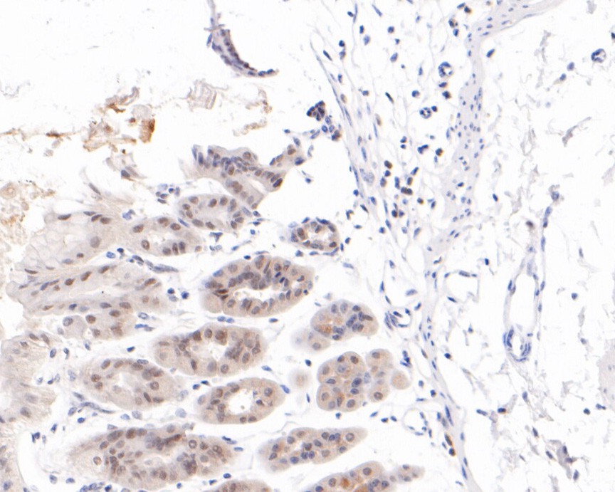 Immunohistochemical analysis of paraffin-embedded mouse stomach tissue using anti-Smad1 antibody. The section was pre-treated using heat mediated antigen retrieval with sodium citrate buffer (pH 6.0) for 20 minutes. The tissues were blocked in 5% BSA for 30 minutes at room temperature, washed with ddH2O and PBS, and then probed with the primary antibody (ET1607-42, 1/200)  for 30 minutes at room temperature. The detection was performed using an HRP conjugated compact polymer system. DAB was used as the chromogen. Tissues were counterstained with hematoxylin and mounted with DPX.