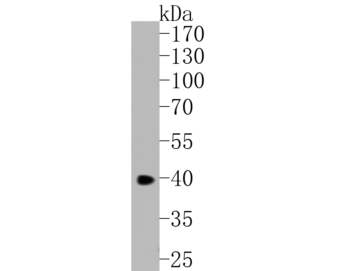 Western blot analysis of YKL-40 on THP-1 cell lysates. Proteins were transferred to a PVDF membrane and blocked with 5% NFDM/TBST for 1 hour at room temperature. The primary antibody (HA600075, 1/500) was used in 5% NFDM/TBST at room temperature for 2 hours. Goat Anti-Mouse IgG - HRP Secondary Antibody (HA1006) at 1:5,000 dilution was used for 1 hour at room temperature.