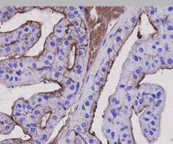 Immunohistochemical analysis of paraffin-embedded mouse prostate tissue using anti-Beta Actin antibody. The section was pre-treated using heat mediated antigen retrieval with Tris-EDTA buffer (pH 9.0) for 20 minutes.The tissues were blocked in 1% BSA for 30 minutes at room temperature, washed with ddH2O and PBS, and then probed with the primary antibody (EM21002, 1/50) for 30 minutes at room temperature. The detection was performed using an HRP conjugated compact polymer system. DAB was used as the chromogen. Tissues were counterstained with hematoxylin and mounted with DPX.