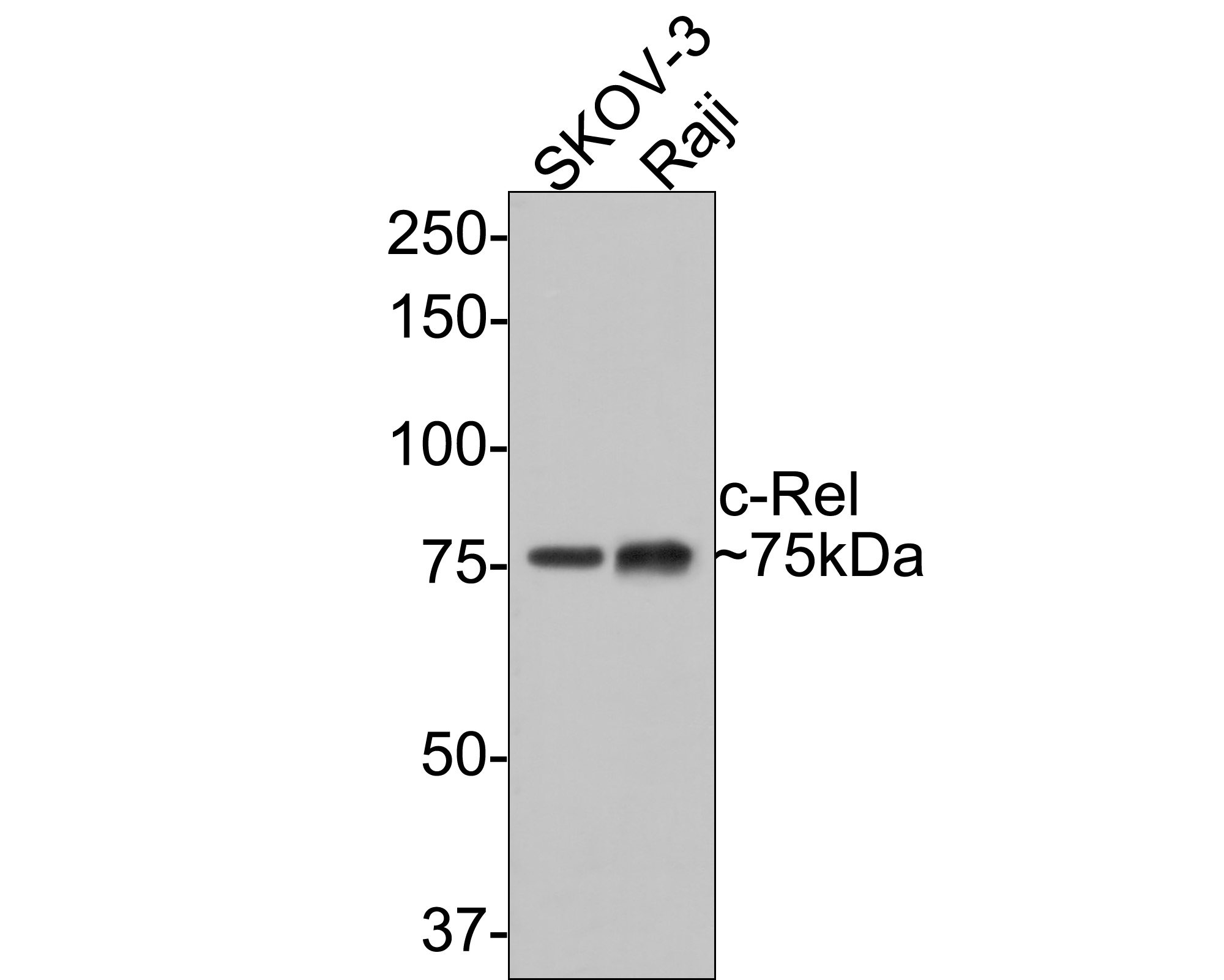 Western blot analysis of c-Rel on different lysates with Rabbit anti-c-Rel antibody (ET1705-44) at 1/500 dilution.<br />
<br />
Lane 1: SKOV-3 cell lysate<br />
Lane 2: Raji cell lysate<br />
<br />
Lysates/proteins at 10 µg/Lane.<br />
<br />
Predicted band size: 69 kDa<br />
Observed band size: 75 kDa<br />
<br />
Exposure time: 1 minute;<br />
<br />
8% SDS-PAGE gel.<br />
<br />
Proteins were transferred to a PVDF membrane and blocked with 5% NFDM/TBST for 1 hour at room temperature. The primary antibody (ET1705-44) at 1/500 dilution was used in 5% NFDM/TBST at room temperature for 2 hours. Goat Anti-Rabbit IgG - HRP Secondary Antibody (HA1001) at 1:300,000 dilution was used for 1 hour at room temperature.
