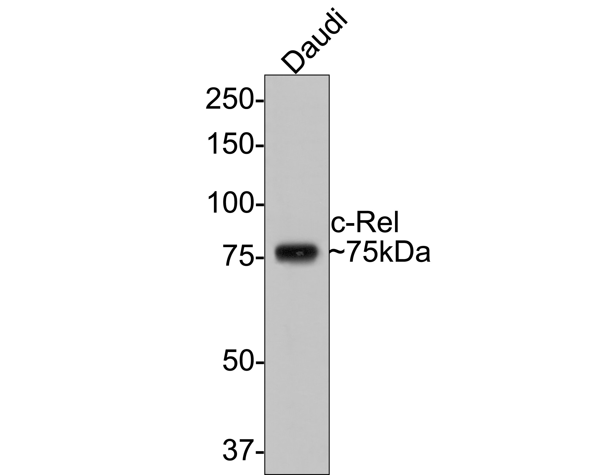 Western blot analysis of c-Rel on Daudi cell lysates with Rabbit anti-c-Rel antibody (ET1705-44) at 1/500 dilution.<br />
<br />
Lysates/proteins at 10 µg/Lane.<br />
<br />
Predicted band size: 69 kDa<br />
Observed band size: 75 kDa<br />
<br />
Exposure time: 30 seconds;<br />
<br />
8% SDS-PAGE gel.<br />
<br />
Proteins were transferred to a PVDF membrane and blocked with 5% NFDM/TBST for 1 hour at room temperature. The primary antibody (ET1705-44) at 1/500 dilution was used in 5% NFDM/TBST at room temperature for 2 hours. Goat Anti-Rabbit IgG - HRP Secondary Antibody (HA1001) at 1:300,000 dilution was used for 1 hour at room temperature.