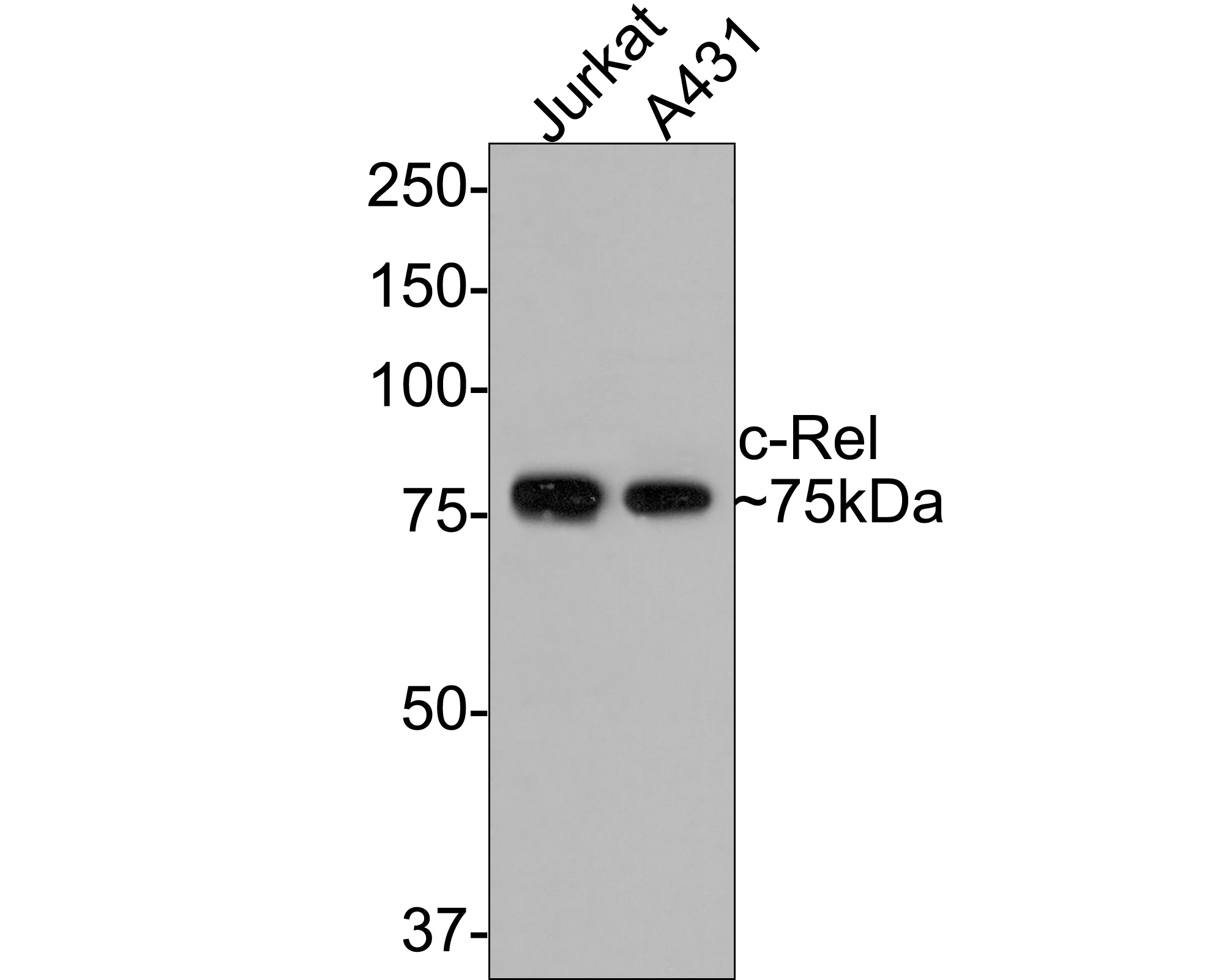 Western blot analysis of c-Rel on different lysates with Rabbit anti-c-Rel antibody (ET1705-44) at 1/500 dilution.<br />
<br />
Lane 1: Jurkat cell lysate<br />
Lane 2: A431 cell lysate<br />
<br />
Lysates/proteins at 10 µg/Lane.<br />
<br />
Predicted band size: 69 kDa<br />
Observed band size: 75 kDa<br />
<br />
Exposure time: 2 minutes;<br />
<br />
8% SDS-PAGE gel.<br />
<br />
Proteins were transferred to a PVDF membrane and blocked with 5% NFDM/TBST for 1 hour at room temperature. The primary antibody (ET1705-44) at 1/500 dilution was used in 5% NFDM/TBST at room temperature for 2 hours. Goat Anti-Rabbit IgG - HRP Secondary Antibody (HA1001) at 1:300,000 dilution was used for 1 hour at room temperature.