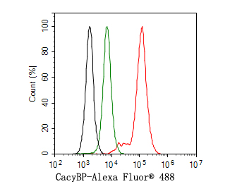 Flow cytometric analysis of K562 cells labeling CacyBP.<br />
<br />
Cells were fixed and permeabilized. Then stained with the primary antibody (HA500484, 1ug/ml) (red) compared with Rabbit IgG Isotype Control (green). After incubation of the primary antibody at +4℃ for an hour, the cells were stained with a Alexa Fluor® 488 conjugate-Goat anti-Rabbit IgG Secondary antibody at 1/1,000 dilution for 30 minutes at +4℃. Unlabelled sample was used as a control (cells without incubation with primary antibody; black).