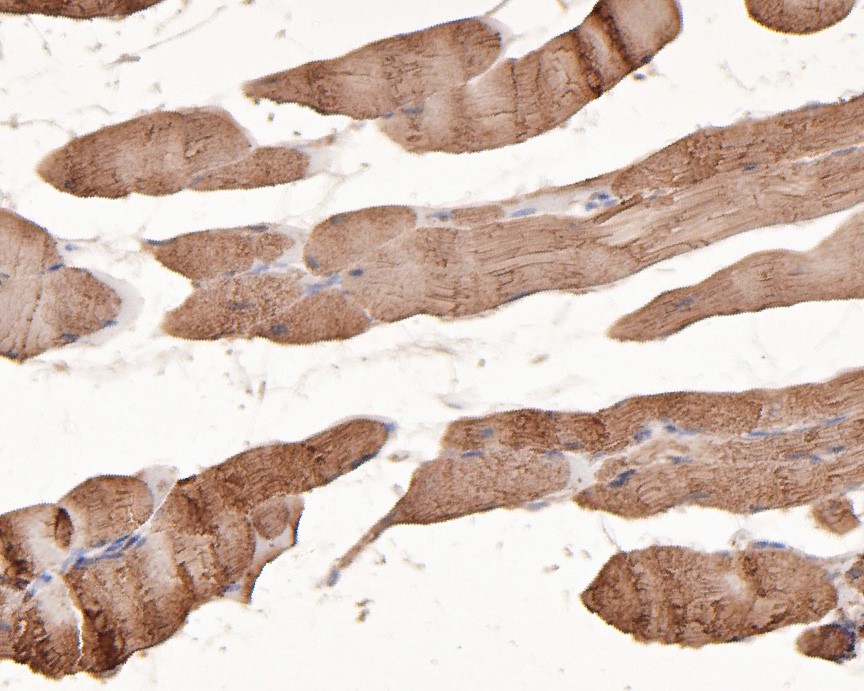Immunohistochemical analysis of paraffin-embedded rat smooth muscle tissue using anti-PPP2R1A antibody. The section was pre-treated using heat mediated antigen retrieval with sodium citrate buffer (pH 6.0) for 20 minutes. The tissues were blocked in 5% BSA for 30 minutes at room temperature, washed with ddH2O and PBS, and then probed with the primary antibody (HA500160, 1/400)  for 30 minutes at room temperature. The detection was performed using an HRP conjugated compact polymer system. DAB was used as the chromogen. Tissues were counterstained with hematoxylin and mounted with DPX.