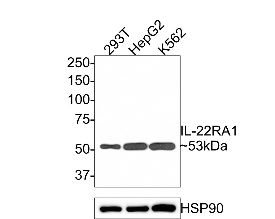 Western blot analysis of IL-22RA1 on different lysates with Rabbit anti-IL-22RA1 antibody (HA500327) at 1/1,000 dilution.<br />
<br />
Lane 1: 293T cell lysate<br />
Lane 2: HepG2 cell lysate<br />
Lane 3: K562 cell lysate<br />
<br />
Lysates/proteins at 10 µg/Lane.<br />
<br />
Predicted band size: 63 kDa<br />
Observed band size: 53 kDa<br />
<br />
Exposure time: 2 minutes;<br />
<br />
8% SDS-PAGE gel.<br />
<br />
Proteins were transferred to a PVDF membrane and blocked with 5% NFDM/TBST for 1 hour at room temperature. The primary antibody (HA500327) at 1/1,000 dilution was used in 5% NFDM/TBST at room temperature for 2 hours. Goat Anti-Rabbit IgG - HRP Secondary Antibody (HA1001) at 1:300,000 dilution was used for 1 hour at room temperature.