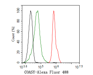 Flow cytometric analysis of COASY was done on HepG2 cells. The cells were fixed, permeabilized and stained with the primary antibody (HA721128, 1ug/ml) (red) compared with Rabbit IgG, monoclonal  - Isotype Control (green). After incubation of the primary antibody at +4℃ for 1 hour, the cells were stained with a Alexa Fluor®488 conjugate-Goat anti-Rabbit IgG Secondary antibody at 1/1,000 dilution for 30 minutes at +4℃ (dark incubation).Unlabelled sample was used as a control (cells without incubation with primary antibody; black).