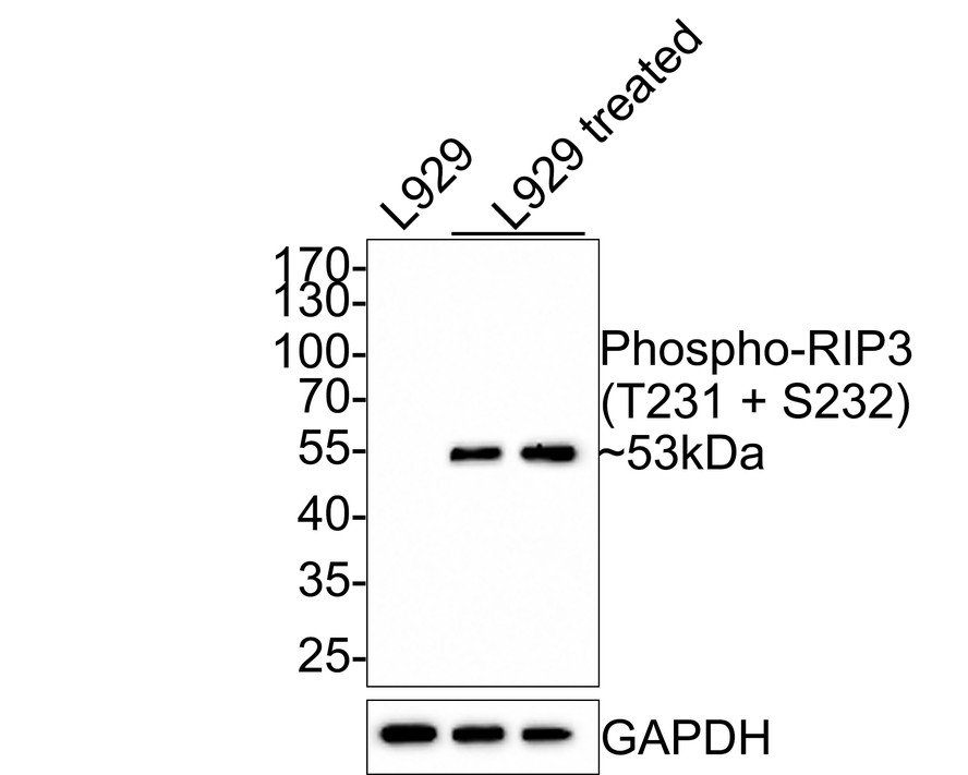 Western blot analysis of Phospho-RIP3 (T231 + S232) on different lysates with Rabbit anti-Phospho-RIP3 (T231 + S232) antibody (HA500330) at 1/500 dilution.<br />
<br />
Lane 1: L929 cell lysate<br />
Lane 2: L929 cell lysate treated with 20 µM Z-VAD,then treated with 20 ng/mL mTNF-α for 2 hours<br />
Lane 3: L929 cell lysate treated with 20 µM Z-VAD,then treated with 20 ng/mL mTNF-α for 3.5 hours<br />
<br />
Lysates/proteins at 10 µg/Lane.<br />
<br />
Predicted band size: 53 kDa<br />
Observed band size: 53 kDa<br />
<br />
Exposure time: 2 minutes;<br />
<br />
10% SDS-PAGE gel.<br />
<br />
Proteins were transferred to a PVDF membrane and blocked with 5% NFDM/TBST for 1 hour at room temperature. The primary antibody (HA500330) at 1/500 dilution was used in 5% NFDM/TBST at room temperature for 2 hours. Goat Anti-Rabbit IgG - HRP Secondary Antibody (HA1001) at 1:200,000 dilution was used for 1 hour at room temperature.