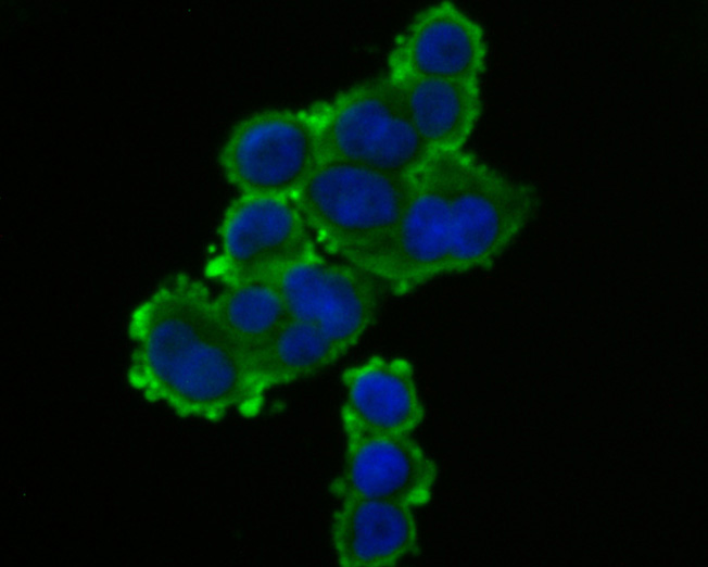 ICC staining of TRPV6 in HT-29 cells (green). Formalin fixed cells were permeabilized with 0.1% Triton X-100 in TBS for 10 minutes at room temperature and blocked with 1% Blocker BSA for 15 minutes at room temperature. Cells were probed with the primary antibody (HA500333, 1/200) for 1 hour at room temperature, washed with PBS. Alexa Fluor®488 Goat anti-Rabbit IgG was used as the secondary antibody at 1/100 dilution. The nuclear counter stain is DAPI (blue).
