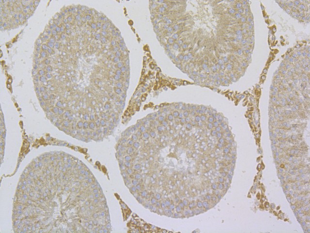 Immunohistochemical analysis of paraffin-embedded rat testis tissue using anti-TRPV6 antibody. The section was pre-treated using heat mediated antigen retrieval with Tris-EDTA buffer (pH 8.0-8.4) for 20 minutes.The tissues were blocked in 5% BSA for 30 minutes at room temperature, washed with ddH2O and PBS, and then probed with the primary antibody (HA500333, 1/50) for 30 minutes at room temperature. The detection was performed using an HRP conjugated compact polymer system. DAB was used as the chromogen. Tissues were counterstained with hematoxylin and mounted with DPX.