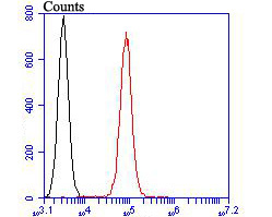 Flow cytometric analysis of TRPV6 was done on HT-29 cells. The cells were fixed, permeabilized and stained with the primary antibody (HA500333, 1/100) (red). After incubation of the primary antibody at room temperature for an hour, the cells were stained with a Alexa Fluor 488-conjugated goat anti-rabbit IgG Secondary antibody at 1/500 dilution for 30 minutes.Unlabelled sample was used as a control (cells without incubation with primary antibody; black).