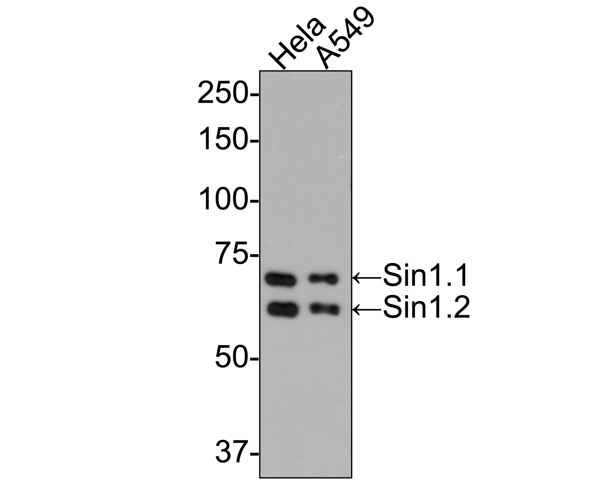 Western blot analysis of SIN1 on different lysates with Mouse anti-SIN1 antibody (HA601008) at 1/500 dilution.<br />
<br />
Lane 1: Hela cell lysate<br />
Lane 2: A549 cell lysate<br />
<br />
Lysates/proteins at 10 µg/Lane.<br />
<br />
Predicted band size: 59 kDa<br />
Observed band size: 60/70 kDa<br />
<br />
Exposure time: 2 minutes;<br />
<br />
8% SDS-PAGE gel.<br />
<br />
Proteins were transferred to a PVDF membrane and blocked with 5% NFDM/TBST for 1 hour at room temperature. The primary antibody (HA601008) at 1/500 dilution was used in 5% NFDM/TBST at room temperature for 2 hours. Goat Anti-Mouse IgG - HRP Secondary Antibody (HA1006) at 1:100,000 dilution was used for 1 hour at room temperature.