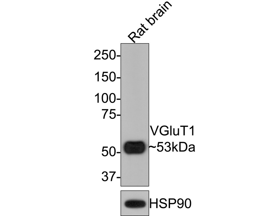 Western blot analysis of VGluT1 on rat brain tissue lysates with Rabbit anti-VGluT1 antibody (HA601014) at 1/500 dilution.<br />
<br />
Lysates/proteins at 20 µg/Lane.<br />
<br />
Predicted band size: 62 kDa<br />
Observed band size: 53 kDa<br />
<br />
Exposure time: 30 seconds;<br />
<br />
8% SDS-PAGE gel.<br />
<br />
Proteins were transferred to a PVDF membrane and blocked with 5% NFDM/TBST for 1 hour at room temperature. The primary antibody (HA601014) at 1/500 dilution was used in 5% NFDM/TBST at room temperature for 2 hours. Goat Anti-Rabbit IgG - HRP Secondary Antibody (HA1001) at 1:200,000 dilution was used for 1 hour at room temperature.