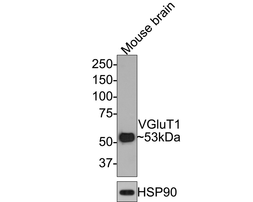 Western blot analysis of VGluT1 on mouse brain tissue lysates with Rabbit anti-VGluT1 antibody (HA601014) at 1/2,000 dilution.<br />
<br />
Lysates/proteins at 10 µg/Lane.<br />
<br />
Predicted band size: 92 kDa<br />
Observed band size: 92 kDa<br />
<br />
Exposure time: 2 minutes;<br />
<br />
8% SDS-PAGE gel.<br />
<br />
Proteins were transferred to a PVDF membrane and blocked with 5% NFDM/TBST for 1 hour at room temperature. The primary antibody (HA601014) at 1/2,000 dilution was used in 5% NFDM/TBST at room temperature for 2 hours. Goat Anti-Rabbit IgG - HRP Secondary Antibody (HA1001) at 1:200,000 dilution was used for 1 hour at room temperature.