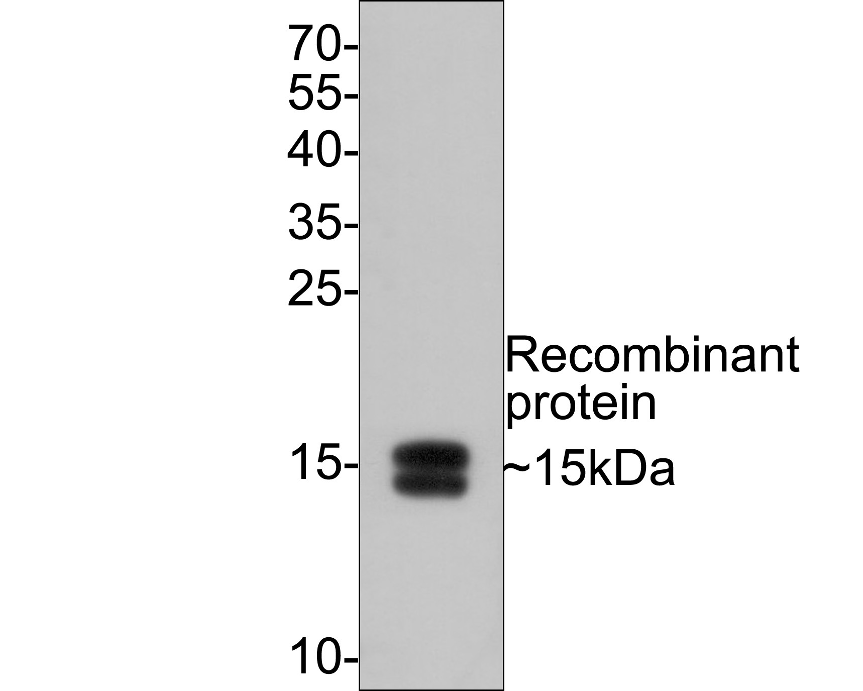 Western blot analysis of IL-2 on IL-2 recombinant protein with Mouse anti-IL-2 antibody (HA601015) at 1/500 dilution.<br />
<br />
Lysates/proteins at 50 ng/Lane.<br />
<br />
Exposure time: 30 seconds;<br />
<br />
15% SDS-PAGE gel.<br />
<br />
Proteins were transferred to a PVDF membrane and blocked with 5% NFDM/TBST for 1 hour at room temperature. The primary antibody (HA601015) at 1/500 dilution was used in 5% NFDM/TBST at room temperature for 2 hours. Goat Anti-Mouse IgG - HRP Secondary Antibody (HA1006) at 1:100,000 dilution was used for 1 hour at room temperature.