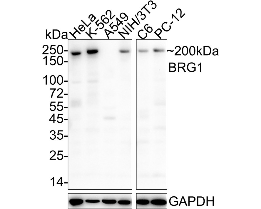 Western blot analysis of BRG1 on different lysates with Mouse anti-BRG1 antibody (HA601021) at 1/500 dilution.<br />
<br />
Lane 1: K562 cell lysate<br />
Lane 2: 293T cell lysate<br />
<br />
Lysates/proteins at 10 µg/Lane.<br />
<br />
Predicted band size: 185 kDa<br />
Observed band size: 200 kDa<br />
<br />
Exposure time: 2 minutes;<br />
<br />
5% SDS-PAGE gel.<br />
<br />
Proteins were transferred to a PVDF membrane and blocked with 5% NFDM/TBST for 1 hour at room temperature. The primary antibody (HA601021) at 1/500 dilution was used in 5% NFDM/TBST at room temperature for 2 hours. Goat Anti-Mouse IgG - HRP Secondary Antibody (HA1006) at 1:20,000 dilution was used for 1 hour at room temperature.