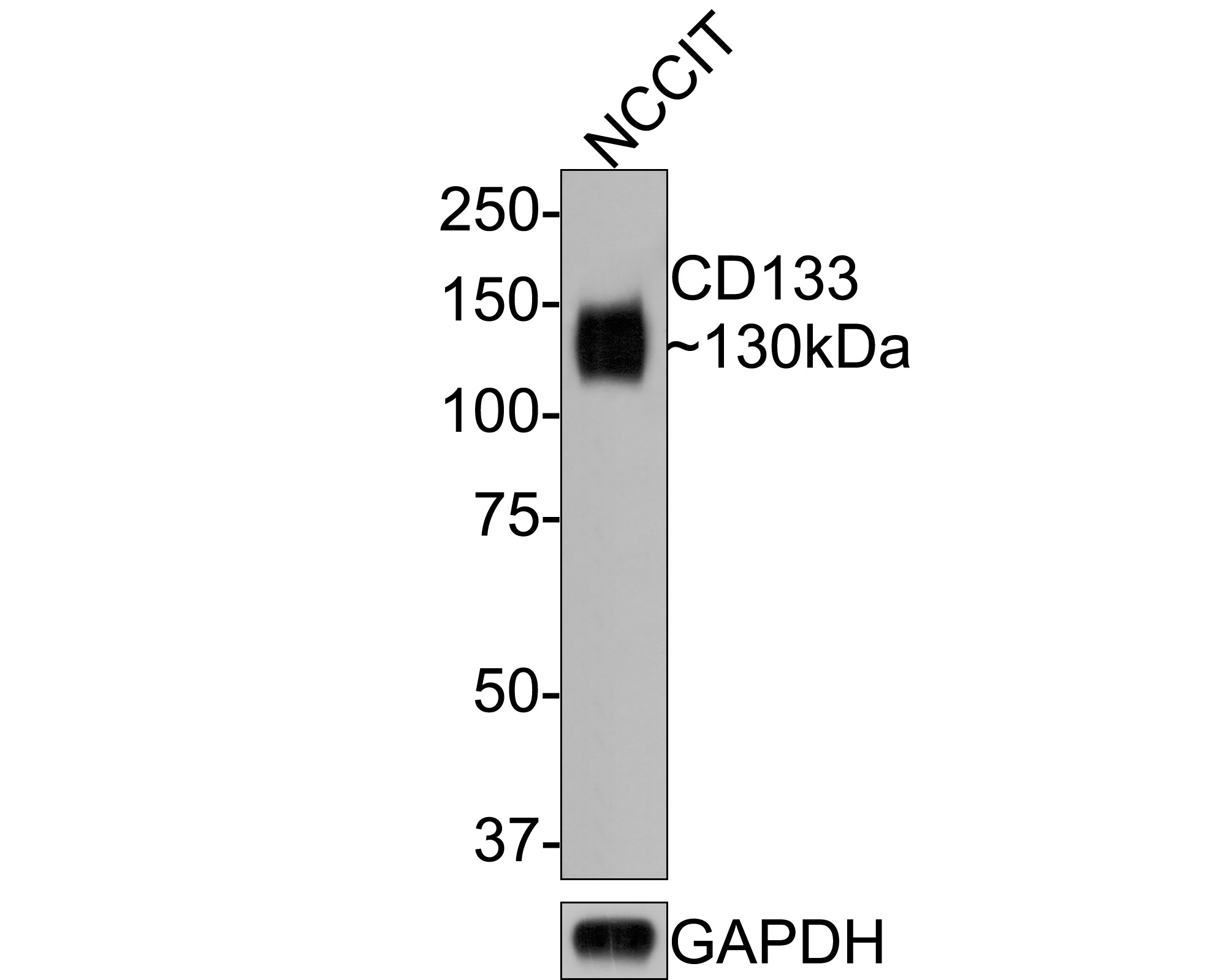 Western blot analysis of CD133 on NCCIT cell lysates with Mouse anti-CD133 antibody (HA601024) at 1/500 dilution.<br />
<br />
Lysates/proteins at 10 µg/Lane.<br />
<br />
Predicted band size: 97 kDa<br />
Observed band size: 130 kDa<br />
<br />
Exposure time: 2 minutes;<br />
<br />
8% SDS-PAGE gel.<br />
<br />
Proteins were transferred to a PVDF membrane and blocked with 5% NFDM/TBST for 1 hour at room temperature. The primary antibody (HA601024) at 1/500 dilution was used in 5% NFDM/TBST at room temperature for 2 hours. Goat Anti-Mouse IgG - HRP Secondary Antibody (HA1006) at 1:100,000 dilution was used for 1 hour at room temperature.