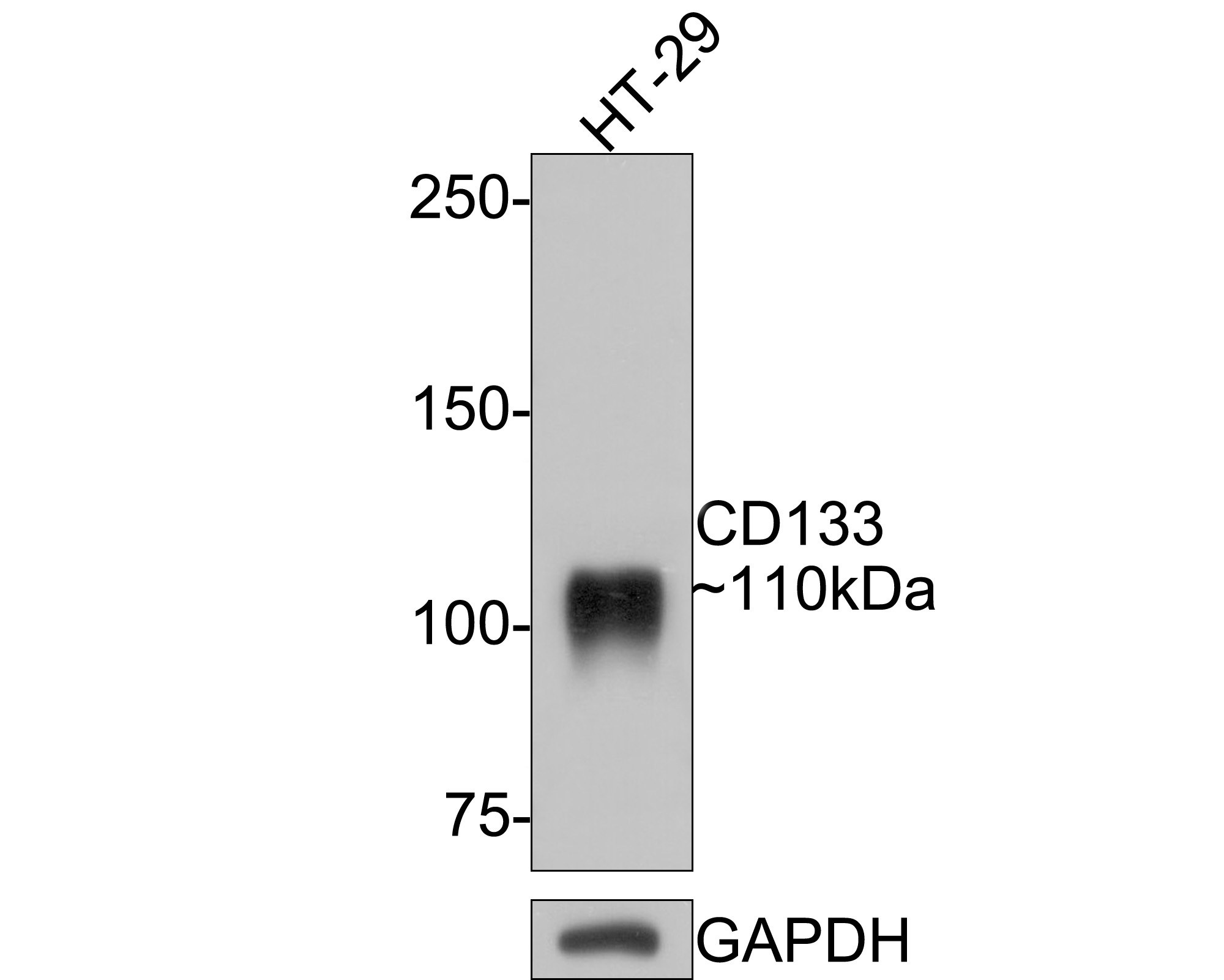Western blot analysis of CD133 on HT-29 cell lysates with Mouse anti-CD133 antibody (HA601024) at 1/500 dilution.<br />
<br />
Lysates/proteins at 10 µg/Lane.<br />
<br />
Predicted band size: 97 kDa<br />
Observed band size: 110 kDa<br />
<br />
Exposure time: 1 minute;<br />
<br />
6% SDS-PAGE gel.<br />
<br />
Proteins were transferred to a PVDF membrane and blocked with 5% NFDM/TBST for 1 hour at room temperature. The primary antibody (HA601024) at 1/500 dilution was used in 5% NFDM/TBST at room temperature for 2 hours. Goat Anti-Mouse IgG - HRP Secondary Antibody (HA1006) at 1:100,000 dilution was used for 1 hour at room temperature.