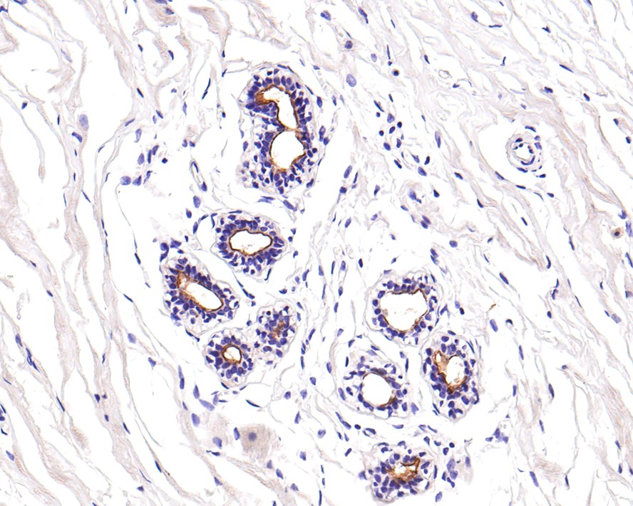 Immunohistochemical analysis of paraffin-embedded human breast tissue with Mouse anti-CD133 antibody (HA601024) at 1/600 dilution.<br />
<br />
The section was pre-treated using heat mediated antigen retrieval with Tris-EDTA buffer (pH 9.0) for 20 minutes. The tissues were blocked in 1% BSA for 20 minutes at room temperature, washed with ddH2O and PBS, and then probed with the primary antibody (HA601024) at 1/600 dilution for 1 hour at room temperature. The detection was performed using an HRP conjugated compact polymer system. DAB was used as the chromogen. Tissues were counterstained with hematoxylin and mounted with DPX.