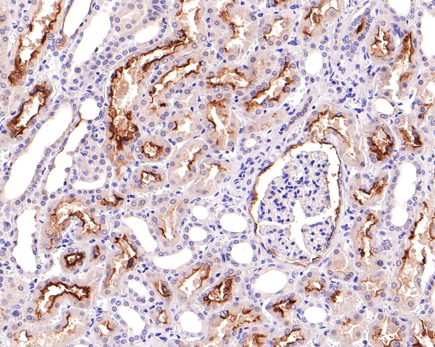 Immunohistochemical analysis of paraffin-embedded human kidney tissue with Mouse anti-CD133 antibody (HA601024) at 1/600 dilution.<br />
<br />
The section was pre-treated using heat mediated antigen retrieval with Tris-EDTA buffer (pH 9.0) for 20 minutes. The tissues were blocked in 1% BSA for 20 minutes at room temperature, washed with ddH2O and PBS, and then probed with the primary antibody (HA601024) at 1/600 dilution for 1 hour at room temperature. The detection was performed using an HRP conjugated compact polymer system. DAB was used as the chromogen. Tissues were counterstained with hematoxylin and mounted with DPX.