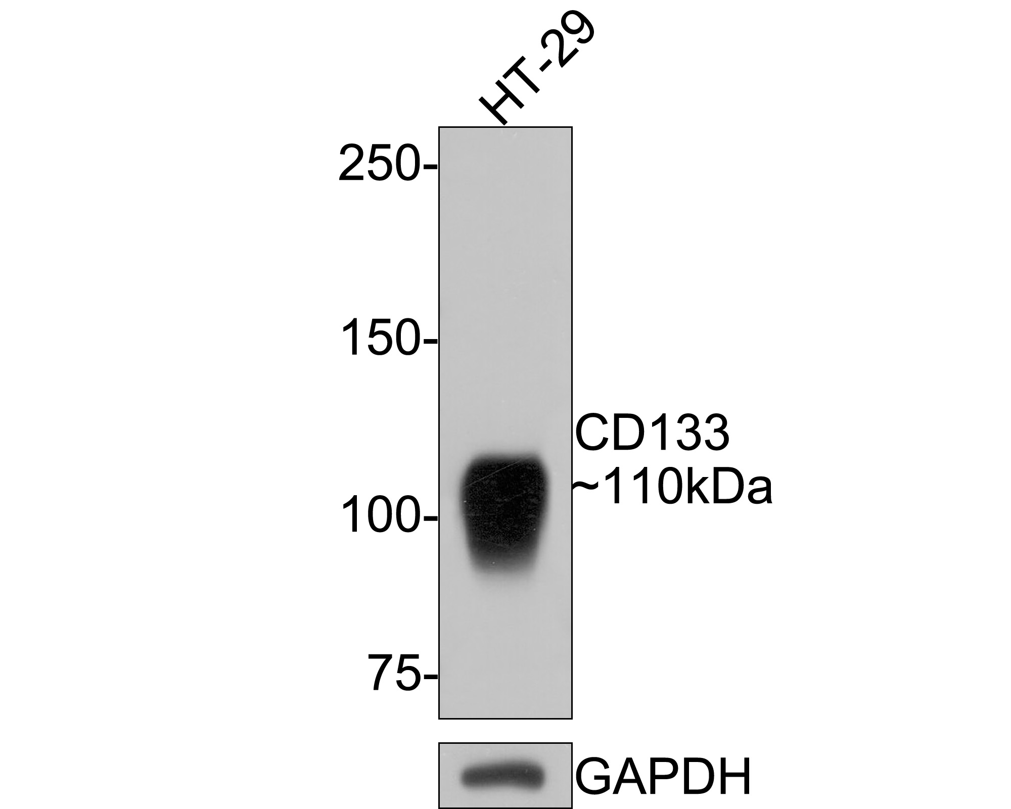 Western blot analysis of CD133 on HT-29 cell lysates with Mouse anti-CD133 antibody (HA601025) at 1/500 dilution.<br />
<br />
Lysates/proteins at 10 µg/Lane.<br />
<br />
Predicted band size: 97 kDa<br />
Observed band size: 110 kDa<br />
<br />
Exposure time: 1 minute;<br />
<br />
6% SDS-PAGE gel.<br />
<br />
Proteins were transferred to a PVDF membrane and blocked with 5% NFDM/TBST for 1 hour at room temperature. The primary antibody (HA601025) at 1/500 dilution was used in 5% NFDM/TBST at room temperature for 2 hours. Goat Anti-Mouse IgG - HRP Secondary Antibody (HA1006) at 1:100,000 dilution was used for 1 hour at room temperature.