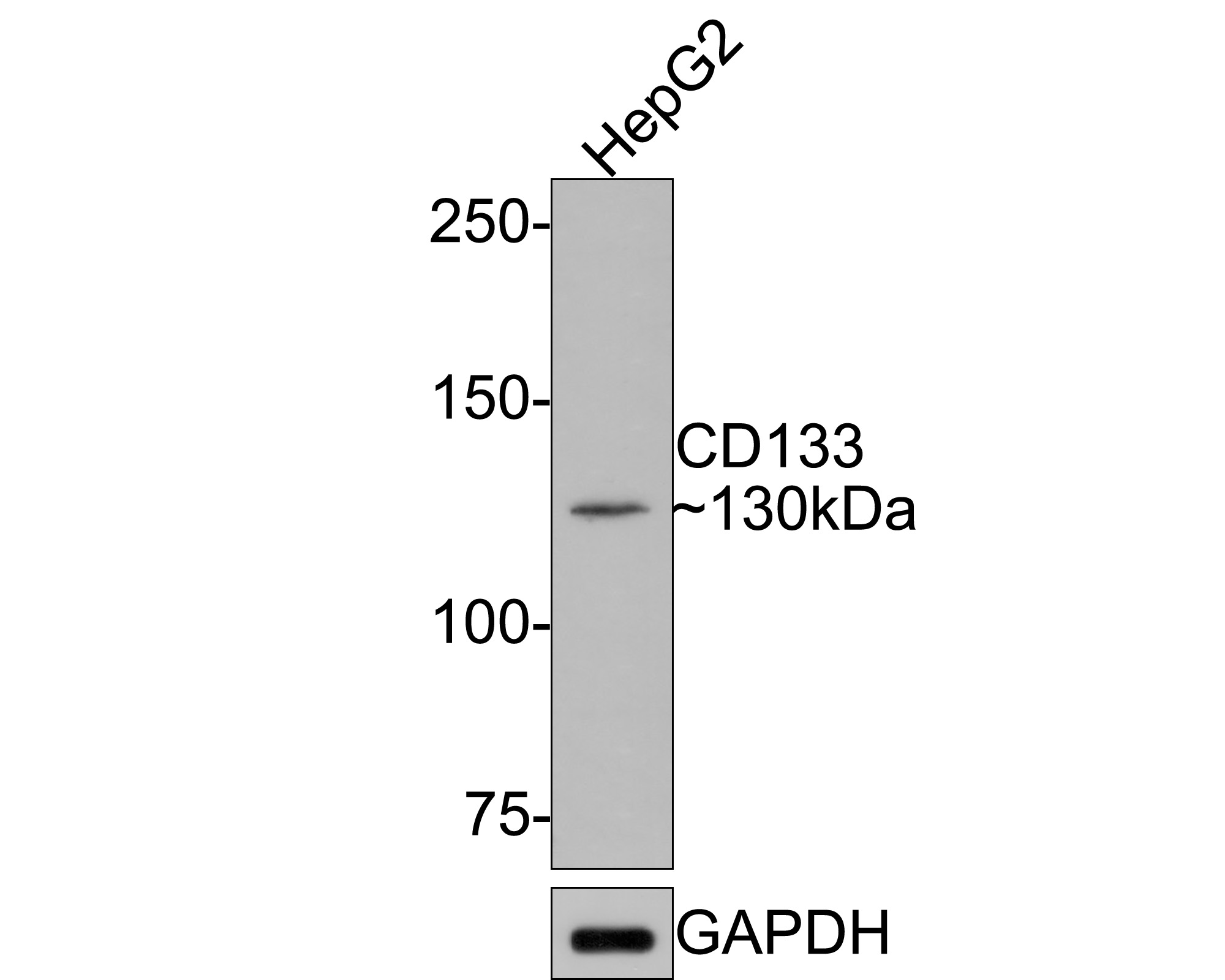 Western blot analysis of CD133 on HepG2 cell lysates with Mouse anti-CD133 antibody (HA601025) at 1/500 dilution.<br />
<br />
Lysates/proteins at 10 µg/Lane.<br />
<br />
Predicted band size: 97 kDa<br />
Observed band size: 110 kDa<br />
<br />
Exposure time: 2 minutes;<br />
<br />
8% SDS-PAGE gel.<br />
<br />
Proteins were transferred to a PVDF membrane and blocked with 5% NFDM/TBST for 1 hour at room temperature. The primary antibody (HA601025) at 1/500 dilution was used in 5% NFDM/TBST at room temperature for 2 hours. Goat Anti-Mouse IgG - HRP Secondary Antibody (HA1006) at 1:100,000 dilution was used for 1 hour at room temperature.