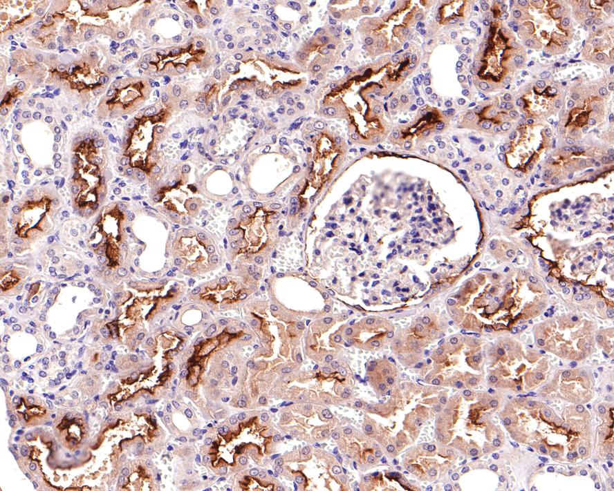 Immunohistochemical analysis of paraffin-embedded human kidney tissue with Mouse anti-CD133 antibody (HA601025) at 1/600 dilution.<br />
<br />
The section was pre-treated using heat mediated antigen retrieval with Tris-EDTA buffer (pH 9.0) for 20 minutes. The tissues were blocked in 1% BSA for 20 minutes at room temperature, washed with ddH2O and PBS, and then probed with the primary antibody (HA601025) at 1/600 dilution for 1 hour at room temperature. The detection was performed using an HRP conjugated compact polymer system. DAB was used as the chromogen. Tissues were counterstained with hematoxylin and mounted with DPX.