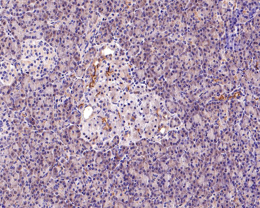 Immunohistochemical analysis of paraffin-embedded human pancreas tissue with Mouse anti-CD133 antibody (HA601025) at 1/600 dilution.<br />
<br />
The section was pre-treated using heat mediated antigen retrieval with Tris-EDTA buffer (pH 9.0) for 20 minutes. The tissues were blocked in 1% BSA for 20 minutes at room temperature, washed with ddH2O and PBS, and then probed with the primary antibody (HA601025) at 1/600 dilution for 1 hour at room temperature. The detection was performed using an HRP conjugated compact polymer system. DAB was used as the chromogen. Tissues were counterstained with hematoxylin and mounted with DPX.