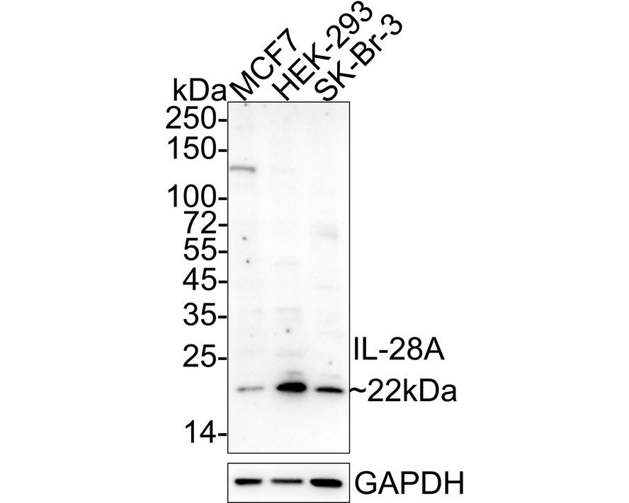 Western blot analysis of IL-28A on different cell lysates with Mouse anti-IL-28A antibody (HA601026) at 1/500 dilution.<br />
<br />
Lane 1: MCF-7 cell lysate<br />
Lane 2: 293 cell lysate<br />
<br />
Lysates/proteins at 10 µg/Lane.<br />
<br />
Predicted band size: 22 kDa<br />
Observed band size: 22 kDa<br />
<br />
Exposure time: 2 minutes;<br />
<br />
15% SDS-PAGE gel.<br />
<br />
Proteins were transferred to a PVDF membrane and blocked with 5% NFDM/TBST for 1 hour at room temperature. The primary antibody (HA601026) at 1/500 dilution was used in 5% NFDM/TBST at room temperature for 2 hours. Goat Anti-Mouse IgG - HRP Secondary Antibody (HA1006) at 1:20,000 dilution was used for 1 hour at room temperature.