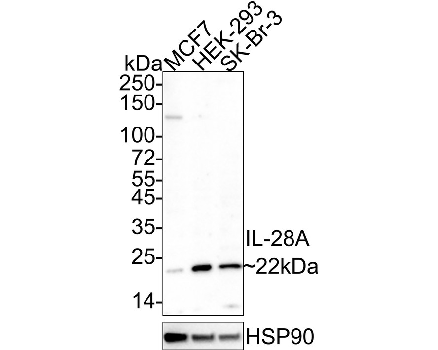 Western blot analysis of IL-28A on different cell lysates with Mouse anti-IL-28A antibody (HA601027) at 1/500 dilution.<br />
<br />
Lane 1: MCF-7 cell lysate<br />
Lane 2: 293 cell lysate<br />
<br />
Lysates/proteins at 10 µg/Lane.<br />
<br />
Predicted band size: 22 kDa<br />
Observed band size: 22 kDa<br />
<br />
Exposure time: 2 minutes;<br />
<br />
15% SDS-PAGE gel.<br />
<br />
Proteins were transferred to a PVDF membrane and blocked with 5% NFDM/TBST for 1 hour at room temperature. The primary antibody (HA601027) at 1/500 dilution was used in 5% NFDM/TBST at room temperature for 2 hours. Goat Anti-Mouse IgG - HRP Secondary Antibody (HA1006) at 1:20,000 dilution was used for 1 hour at room temperature.