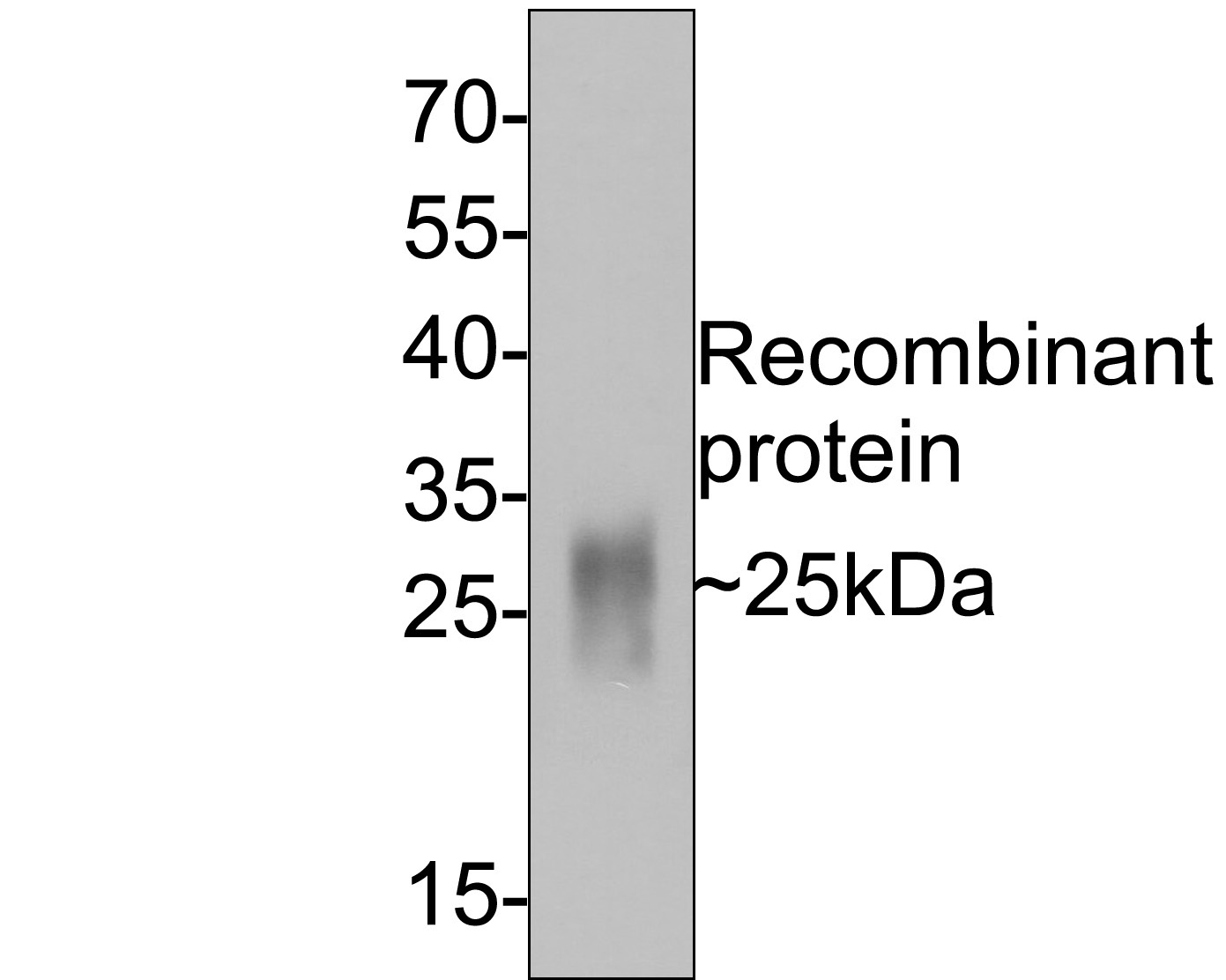 Western blot analysis of GM-CSF on recombinant protein with Mouse anti-GM-CSF antibody (HA601032) at 1/500 dilution.<br />
<br />
Lysates/proteins at 50 ng/Lane.<br />
<br />
Predicted band size: 25 kDa<br />
Observed band size: 25 kDa<br />
<br />
Exposure time: 2 minutes;<br />
<br />
12% SDS-PAGE gel.<br />
<br />
Proteins were transferred to a PVDF membrane and blocked with 5% NFDM/TBST for 1 hour at room temperature. The primary antibody (HA601032) at 1/500 dilution was used in 5% NFDM/TBST at room temperature for 2 hours. Goat Anti-Mouse IgG - HRP Secondary Antibody (HA1006) at 1:100,000 dilution was used for 1 hour at room temperature.