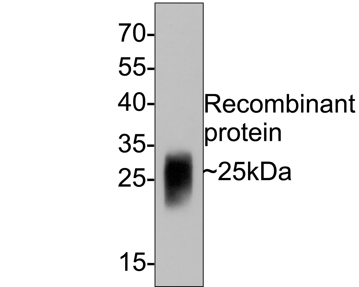 Western blot analysis of GM-CSF on recombinant protein with Mouse anti-GM-CSF antibody (HA601033) at 1/2,000 dilution.<br />
<br />
Lysates/proteins at 50 ng/Lane.<br />
<br />
Predicted band size: 25 kDa<br />
Observed band size: 25 kDa<br />
<br />
Exposure time: 2 minutes;<br />
<br />
12% SDS-PAGE gel.<br />
<br />
Proteins were transferred to a PVDF membrane and blocked with 5% NFDM/TBST for 1 hour at room temperature. The primary antibody (HA601033) at 1/2,000 dilution was used in 5% NFDM/TBST at room temperature for 2 hours. Goat Anti-Mouse IgG - HRP Secondary Antibody (HA1006) at 1:100,000 dilution was used for 1 hour at room temperature.