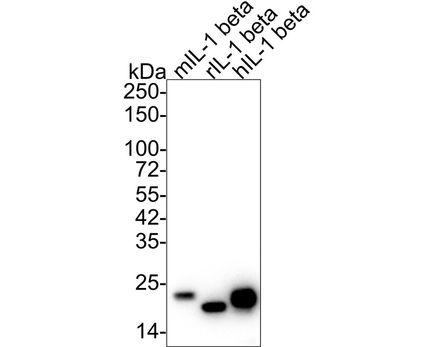 Western blot analysis of IL-1 beta on different proteins with Mouse anti-IL-1 beta antibody (HA601036) at 1/2,000 dilution.<br />
<br />
Lane 1: Recombinant mouse IL-1 beta<br />
Lane 2: Recombinant rat IL-1 beta<br />
Lane 3: Recombinant human IL-1 beta<br />
<br />
Lysates/proteins at 50 ng/Lane.<br />
<br />
Exposure time: 30 seconds;<br />
<br />
4-20% SDS-PAGE gel.<br />
<br />
Proteins were transferred to a PVDF membrane and blocked with 5% NFDM/TBST for 1 hour at room temperature. The primary antibody (HA601036) at 1/2,000 dilution was used in 5% NFDM/TBST at room temperature for 2 hours. Goat Anti-Mouse IgG - HRP Secondary Antibody (HA1006) at 1/50,000 dilution was used for 1 hour at room temperature.