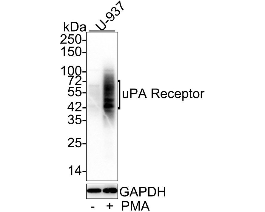 Western blot analysis of uPA Receptor on different lysates with Mouse anti-uPA Receptor antibody (HA601039) at 1/500 dilution.<br />
<br />
Lane 1: U937 cell lysate<br />
Lane 2: U937 cell lysate treated with 200 nM PMA for 72 hours<br />
<br />
Lysates/proteins at 10 µg/Lane.<br />
<br />
Predicted band size: 36 kDa<br />
Observed band size: 36~60 kDa<br />
<br />
Exposure time: 30 seconds;<br />
<br />
12% SDS-PAGE gel.<br />
<br />
Proteins were transferred to a PVDF membrane and blocked with 5% NFDM/TBST for 1 hour at room temperature. The primary antibody (HA601039) at 1/500 dilution was used in 5% NFDM/TBST at room temperature for 2 hours. Goat Anti-Mouse IgG - HRP Secondary Antibody (HA1006) at 1:20,000 dilution was used for 1 hour at room temperature.