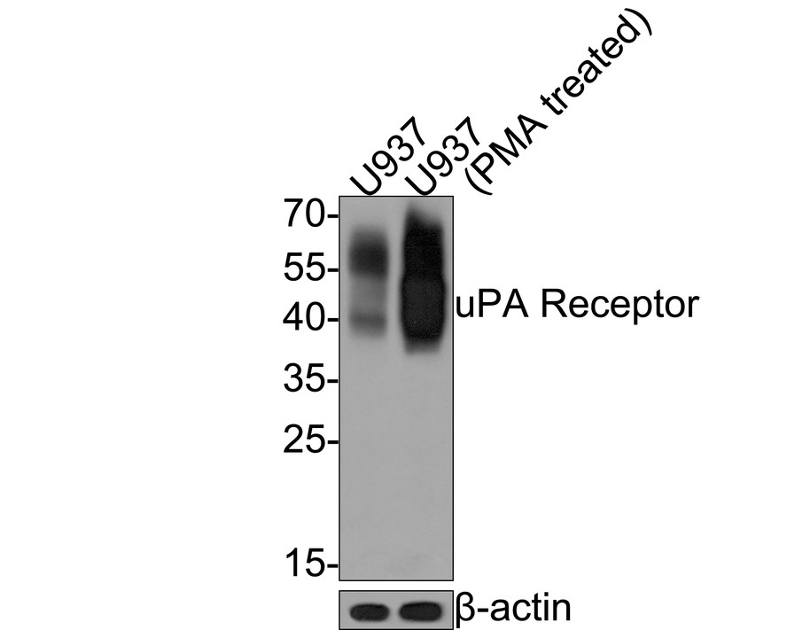 Western blot analysis of uPA Receptor on different lysates with Mouse anti-uPA Receptor antibody (HA601040) at 1/500 dilution.<br />
<br />
Lane 1: U937 cell lysate<br />
Lane 2: U937 cell lysate treated with 200 nM PMA for 72 hours<br />
<br />
Lysates/proteins at 10 µg/Lane.<br />
<br />
Predicted band size: 36 kDa<br />
Observed band size: 36~60 kDa<br />
<br />
Exposure time: 30 seconds;<br />
<br />
12% SDS-PAGE gel.<br />
<br />
Proteins were transferred to a PVDF membrane and blocked with 5% NFDM/TBST for 1 hour at room temperature. The primary antibody (HA601040) at 1/500 dilution was used in 5% NFDM/TBST at room temperature for 2 hours. Goat Anti-Mouse IgG - HRP Secondary Antibody (HA1006) at 1:20,000 dilution was used for 1 hour at room temperature.