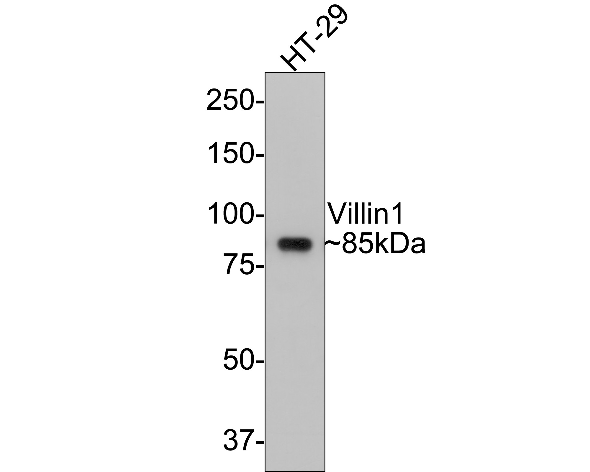 Western blot analysis of Villin1 on HT-29 cell lysates with Rabbit anti-Villin1 antibody (HA721134) at 1/2,000 dilution.<br />
<br />
Lysates/proteins at 10 µg/Lane.<br />
<br />
Predicted band size: 93 kDa<br />
Observed band size: 85 kDa<br />
<br />
Exposure time: 15 seconds;<br />
<br />
8% SDS-PAGE gel.<br />
<br />
Proteins were transferred to a PVDF membrane and blocked with 5% NFDM/TBST for 1 hour at room temperature. The primary antibody (HA721134) at 1/2,000 dilution was used in 5% NFDM/TBST at room temperature for 2 hours. Goat Anti-Rabbit IgG - HRP Secondary Antibody (HA1001) at 1:300,000 dilution was used for 1 hour at room temperature.